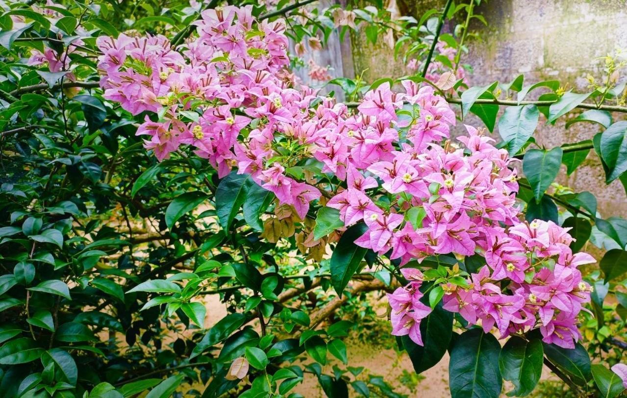 Marari Charlys Homestay Alappuzha Екстериор снимка
